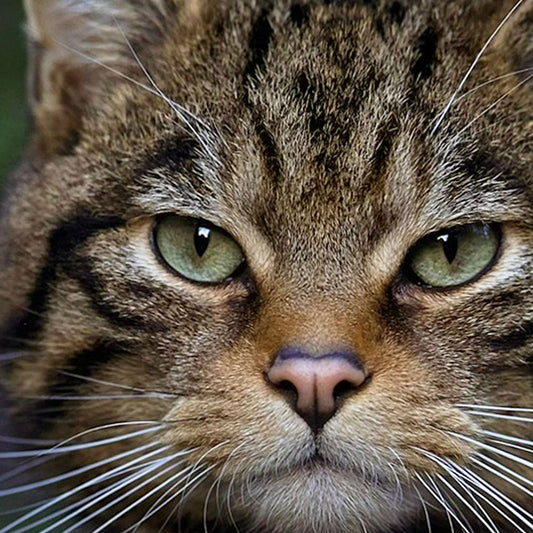 Scottish Wildcat photo print by Peter Beattie - 8 x 8