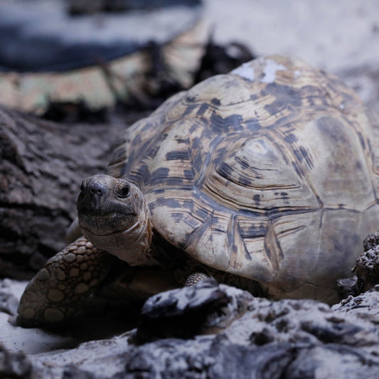 Pygmy Hippo & Friends Magic Moment (ages 8+)