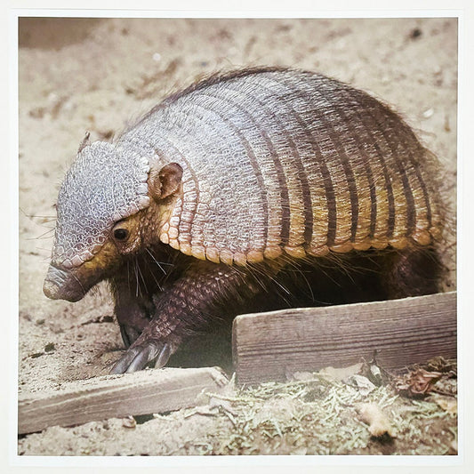 Large Hairy Armadillo Photo Print by Peter Beattie at RZSS Edinburgh Zoo.
Take a little bit of Edinburgh Zoo home with a beautiful print, photographed by Peter Beattie. This delightful image captures our Large Hairy Armadillo at home in her purpose built habitat. 
Printed on photographic paper.
8x8 inches.