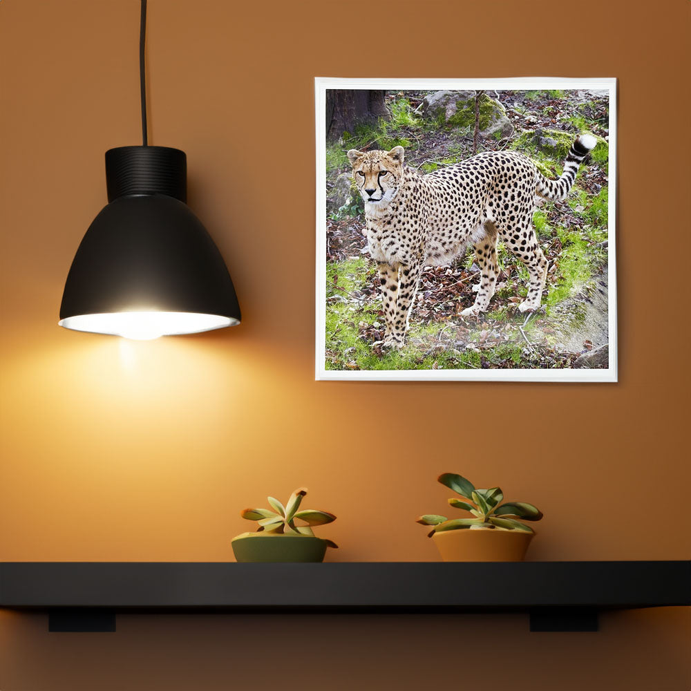 Cheetah Photo Print by Peter Beattie at RZSS Edinburgh Zoo.
Take a little bit of Edinburgh Zoo home with a beautiful print, photographed by Peter Beattie. This delightful image captures our Cheetah "Billy" at home in his purpose built habitat.
Printed on photographic paper.
8x8 inches.