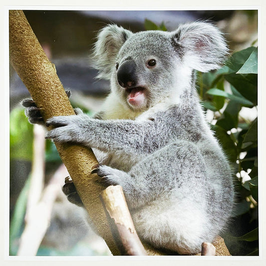 Koala Photo Print by Peter Beattie at RZSS Edinburgh Zoo.
Take a little bit of Edinburgh Zoo home with a beautiful print, photographed by Peter Beattie. This delightful image captures our Koala at home in their purpose built habitat. 
Printed on photographic paper.
8x8 inches.