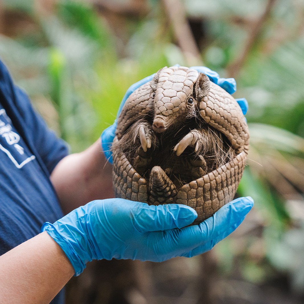 Armadillo Magic Moment (ages 6+)