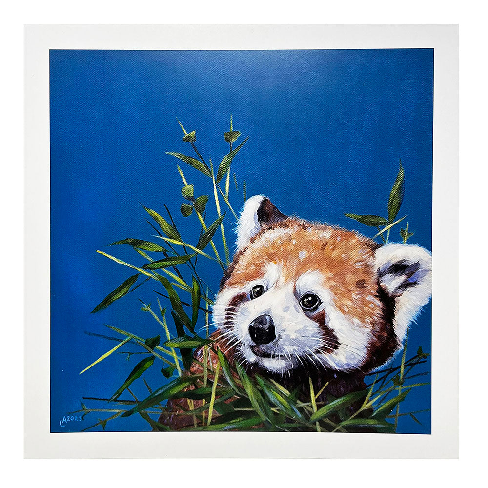 Ally Smith is a local Edinburgh based artist who has always been inspired to paint nature. Ally paints in contemporary bright, bold colours, creating characterful animal studies.  This image of a Red Panda in bamboo shoots would brighten any room.  Red Panda poster, designed and printed in Scotland on paper from managed forests.  29.8cm square