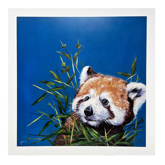 Ally Smith is a local Edinburgh based artist who has always been inspired to paint nature. Ally paints in contemporary bright, bold colours, creating characterful animal studies.  This image of a Red Panda in bamboo shoots would brighten any room.  Red Panda poster, designed and printed in Scotland on paper from managed forests.  29.8cm square