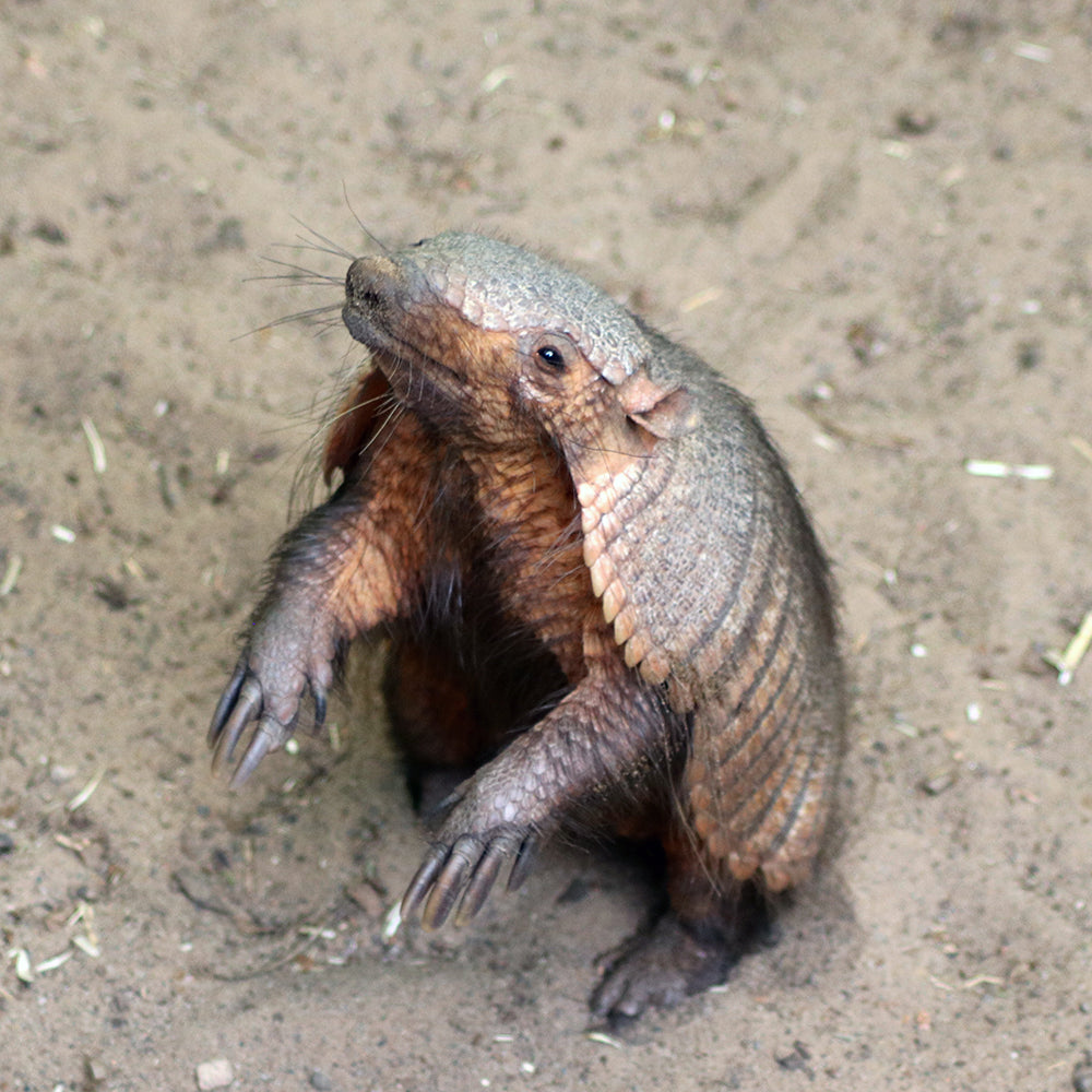 Armadillo Magic Moment (ages 6+)
