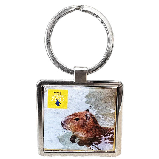 Edinburgh Zoo Swimming Capybara Square Metal Keyring