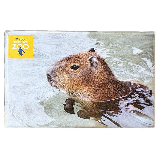 Edinburgh Zoo Swimming Capybara Photo Magnet