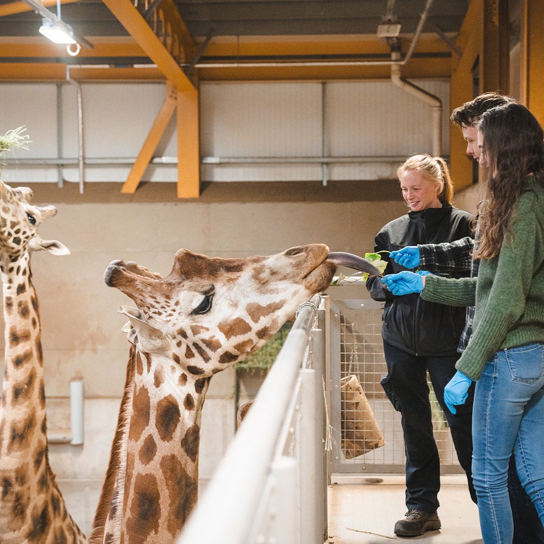 Giraffe Magic Moment (ages 12+)