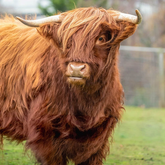 Highland Cow Magic Moment (ages 7+)