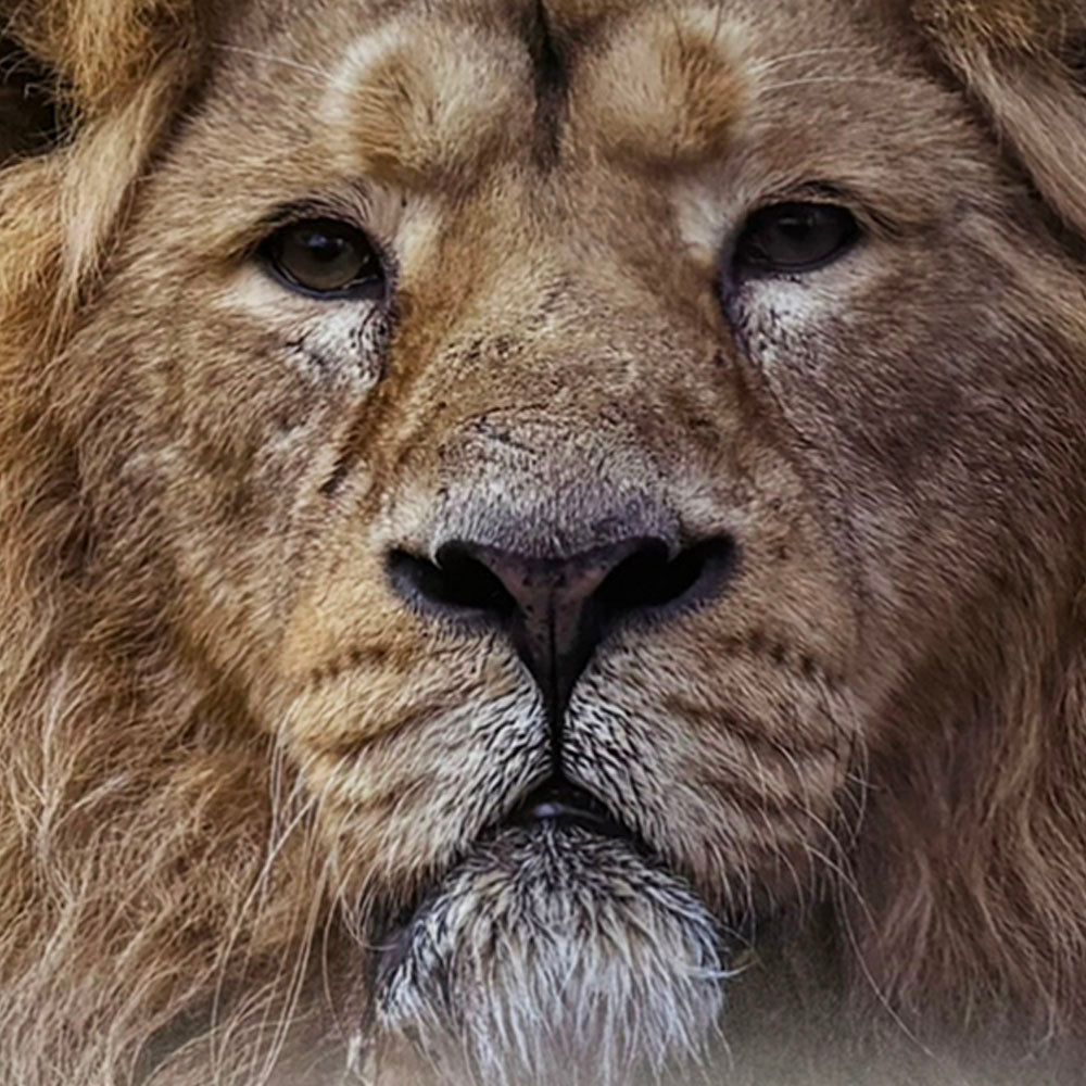 Lion photo print by Peter Beattie - 8 x 8