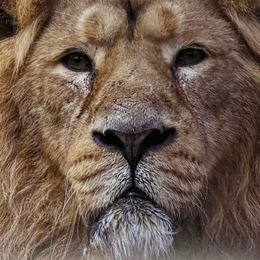 Lion photo print by Peter Beattie - 8 x 8