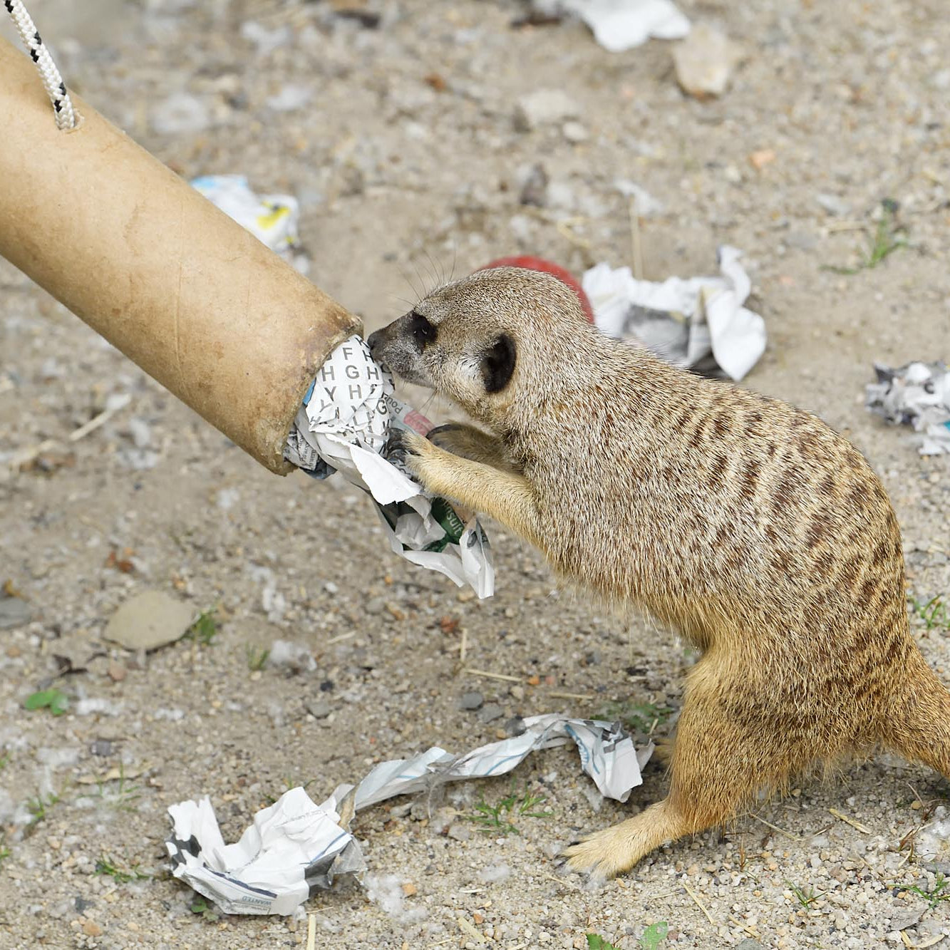 Meerkat Magic Moment (ages 8+)