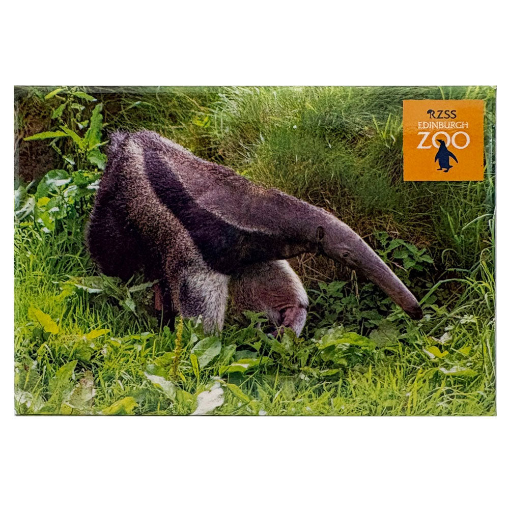 Edinburgh Zoo giant anteater photo magnet