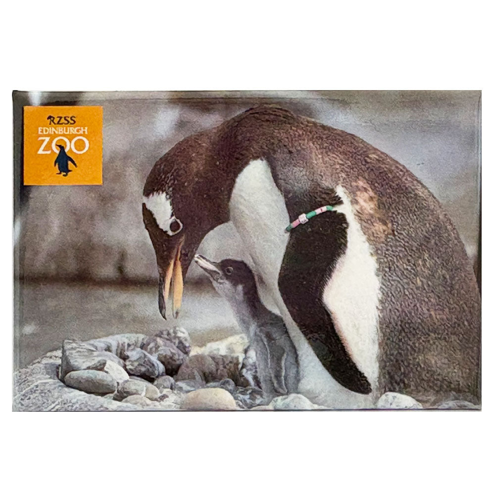 Edinburgh Zoo gentoo penguin and chick photo magnet