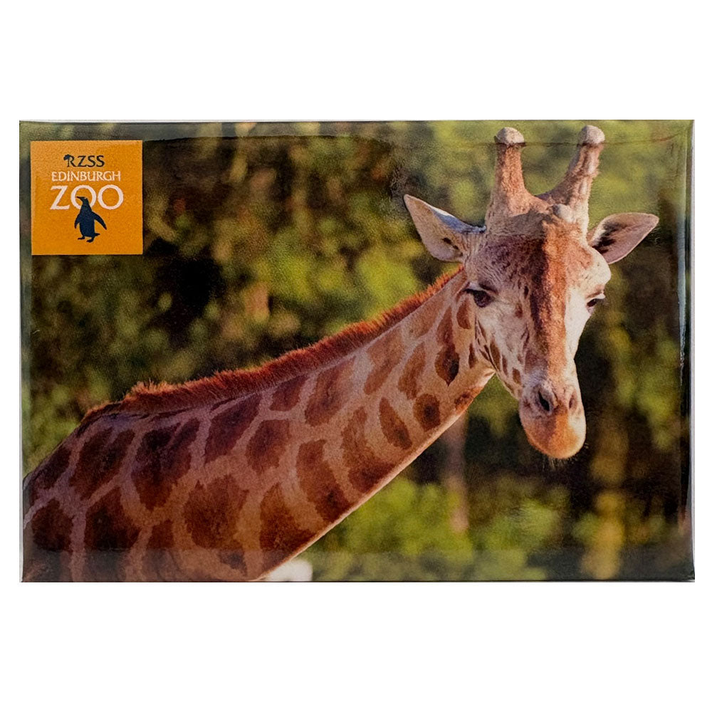 Edinburgh Zoo Nubian giraffe photo magnet