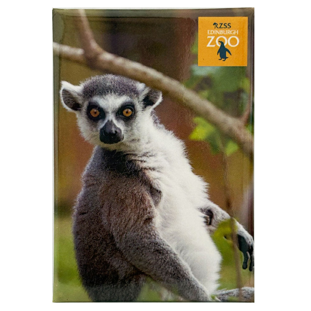 Edinburgh Zoo ring tailed lemur photo magnet