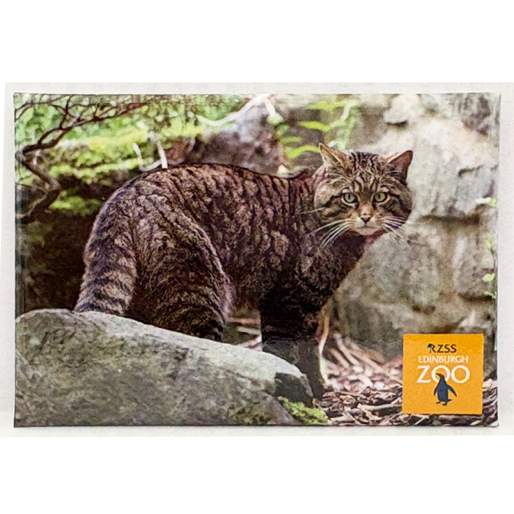 Edinburgh Zoo Scottish wildcat photo magnet