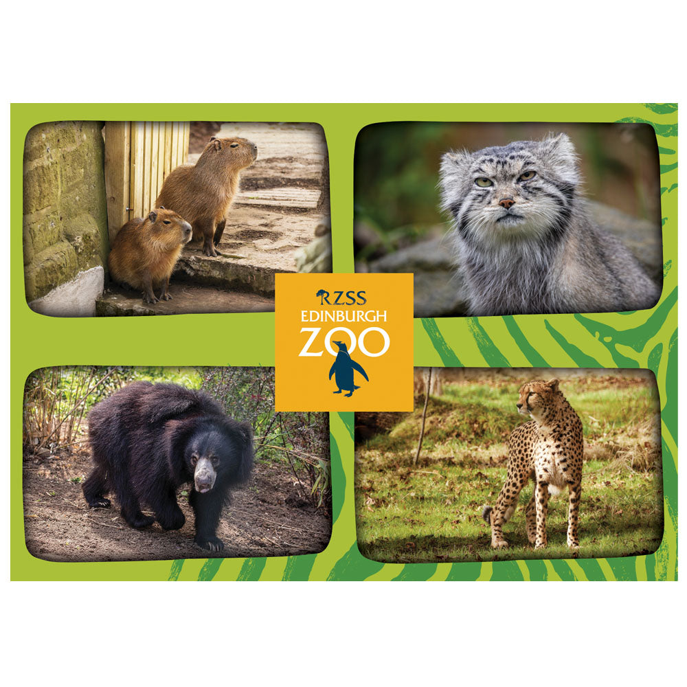Edinburgh Zoo green multi animal postcard