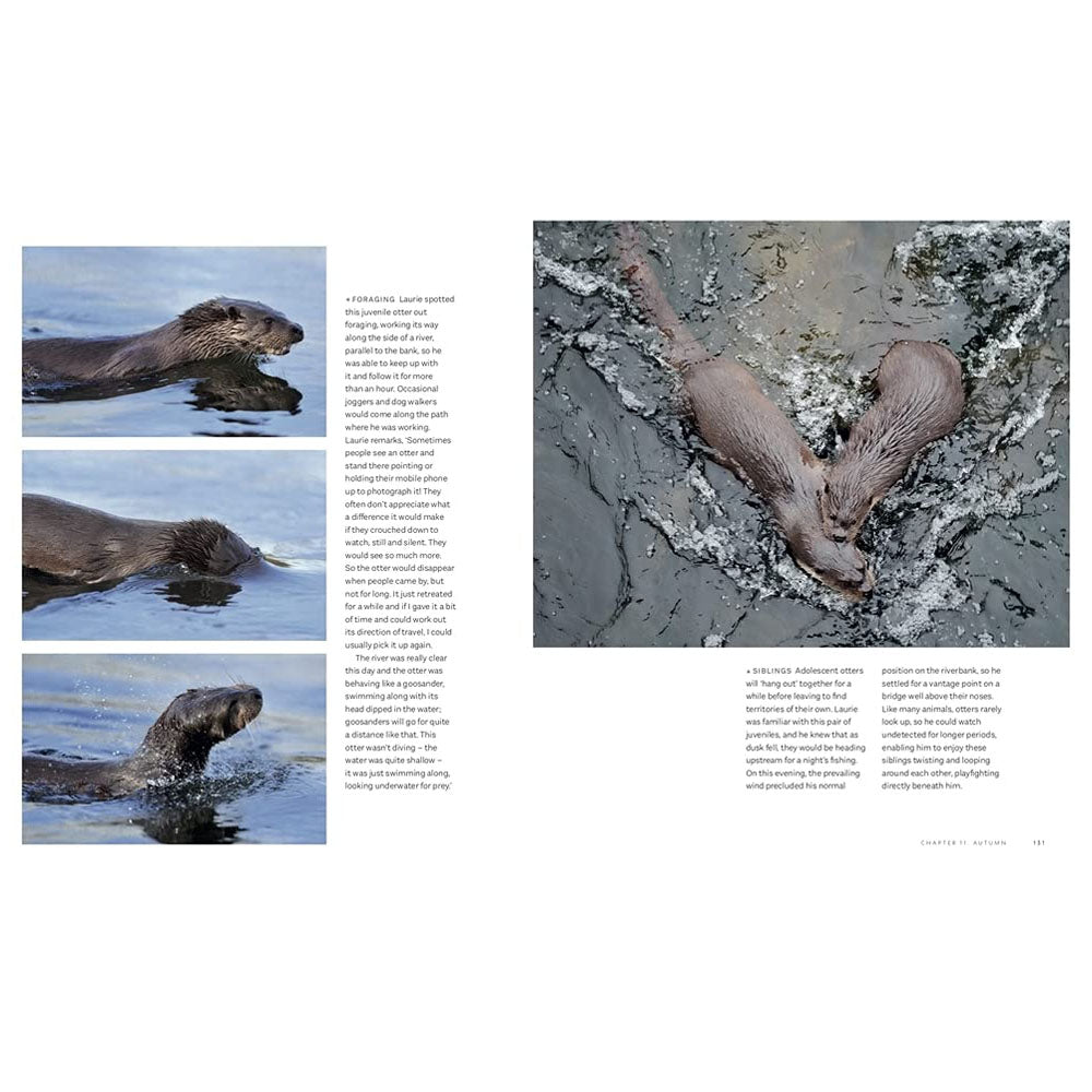 A photographic celebration of the return of otters to our rivers and freshwater wetlands after a drastic decline.
Ripples of excitement are spreading through Europe's rivers and wetlands. A generation ago, otter watching was a wildlife highlight restricted to remote coastal areas - otter populations had been decimated over the previous century by pesticide poisoning and habitat disturbance. Now we are seeing the positive effect of determined conservation efforts over recent decades. As our waterways improv