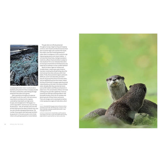A photographic celebration of the return of otters to our rivers and freshwater wetlands after a drastic decline.
Ripples of excitement are spreading through Europe's rivers and wetlands. A generation ago, otter watching was a wildlife highlight restricted to remote coastal areas - otter populations had been decimated over the previous century by pesticide poisoning and habitat disturbance. Now we are seeing the positive effect of determined conservation efforts over recent decades. As our waterways improv