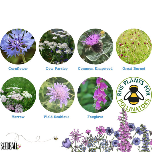 Beetle mix seedball tin