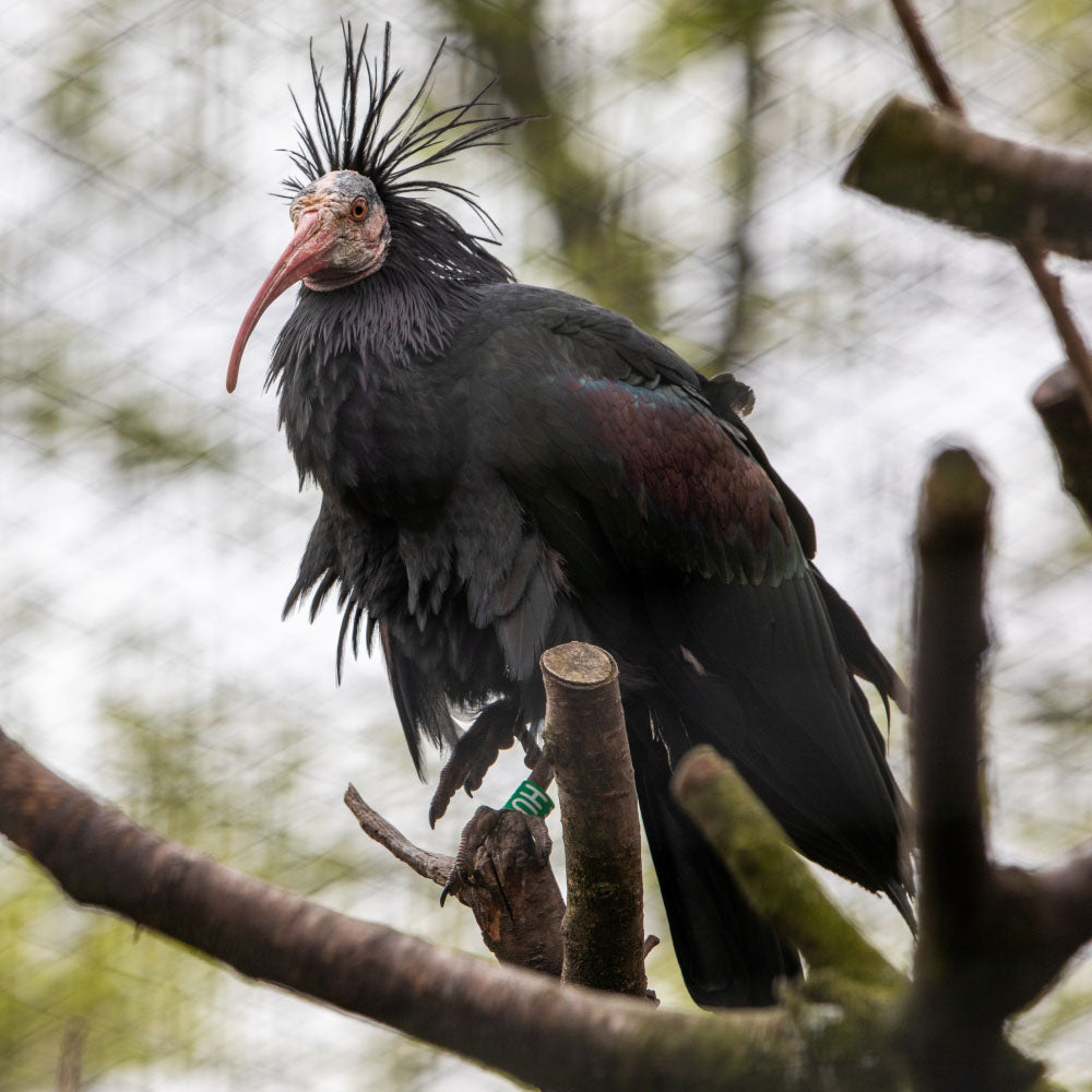 Adopt a waldrapp ibis at Edinburgh Zoo and support the Royal Zoological Society of Scotland – your wildlife conservation charity. Choose an adoption package and help save the animals you love.