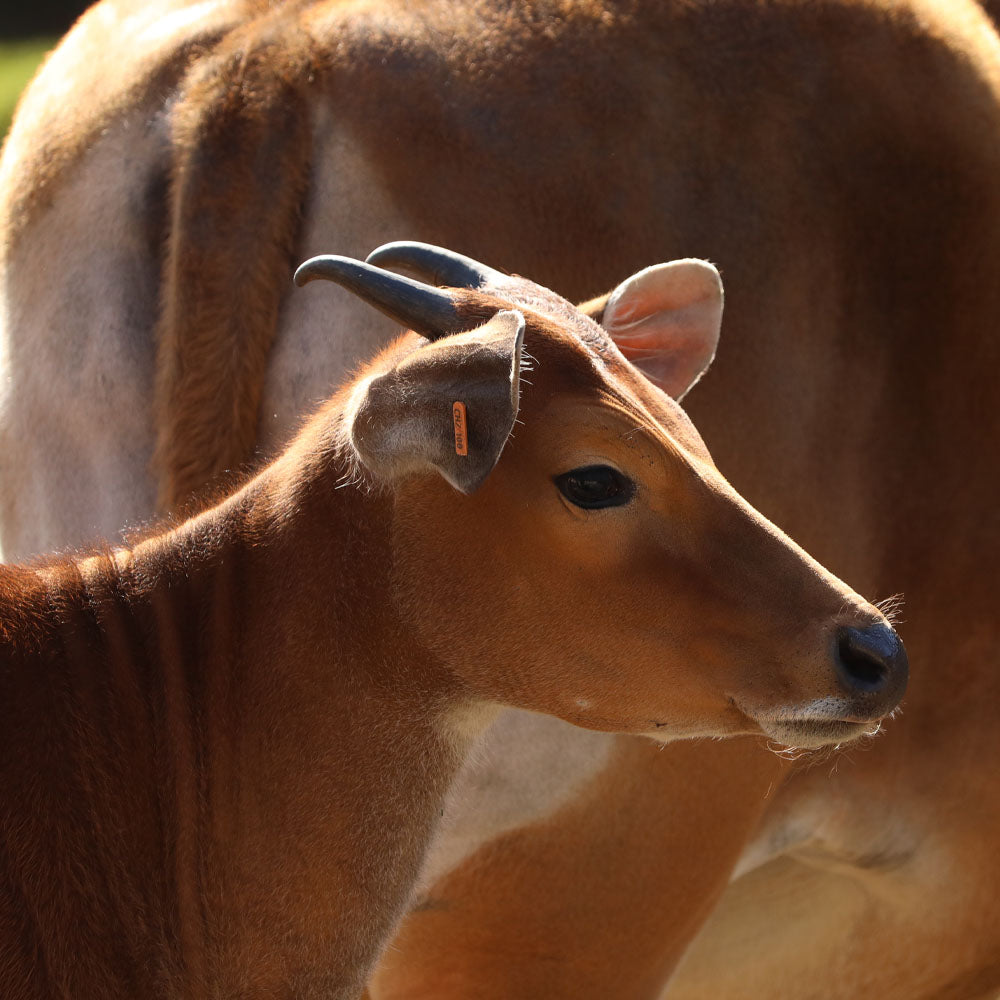 Banteng adoption test