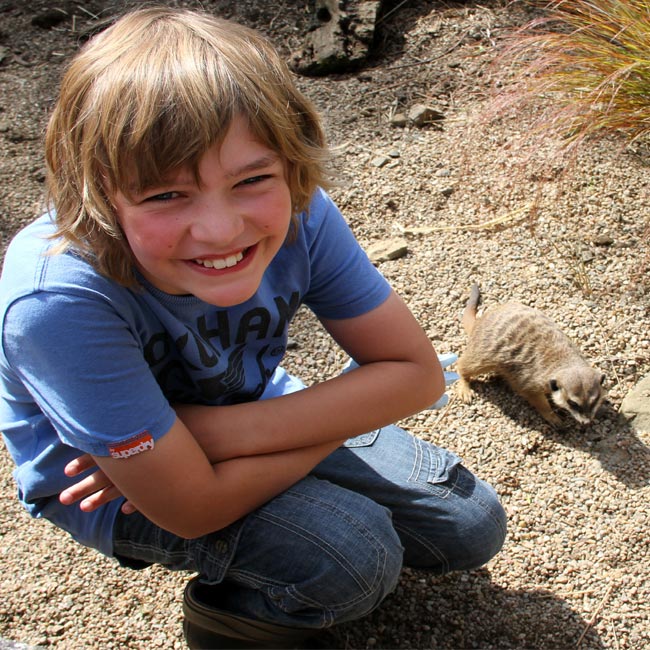 Meerkat Magic Moment