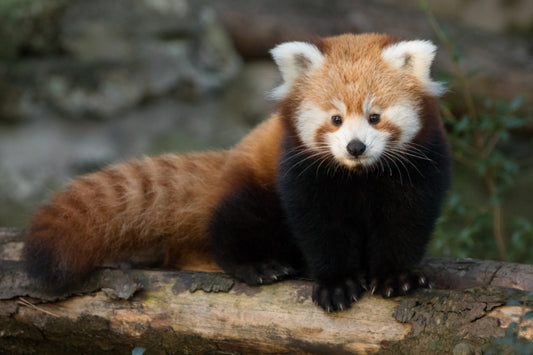 Adopt a red panda at Edinburgh Zoo or Highland Wildlife Park