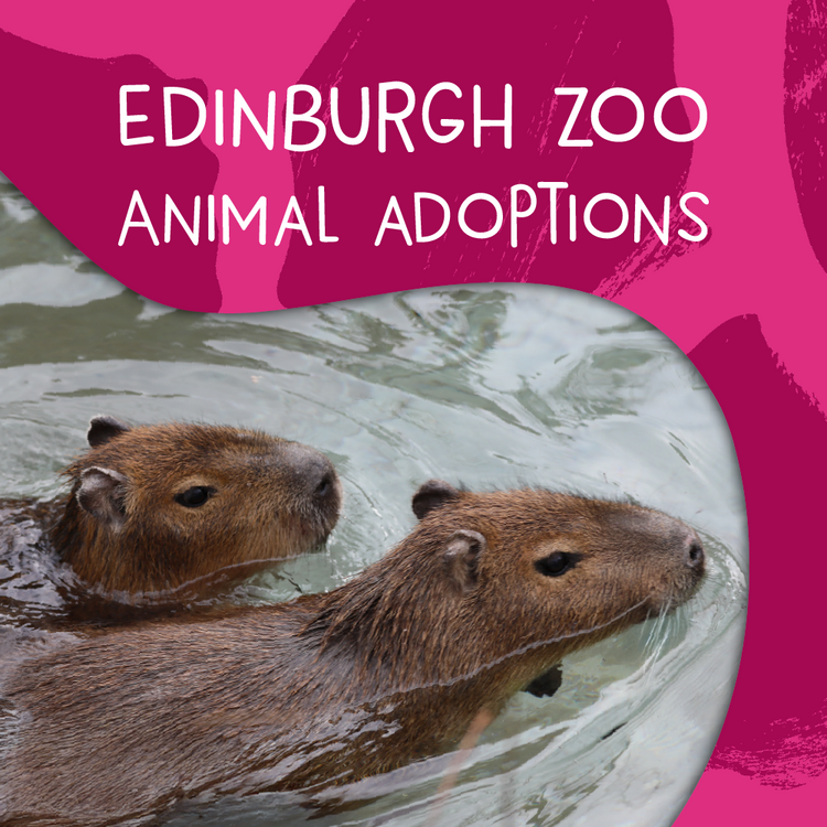 Edinburgh Zoo animal adoptions