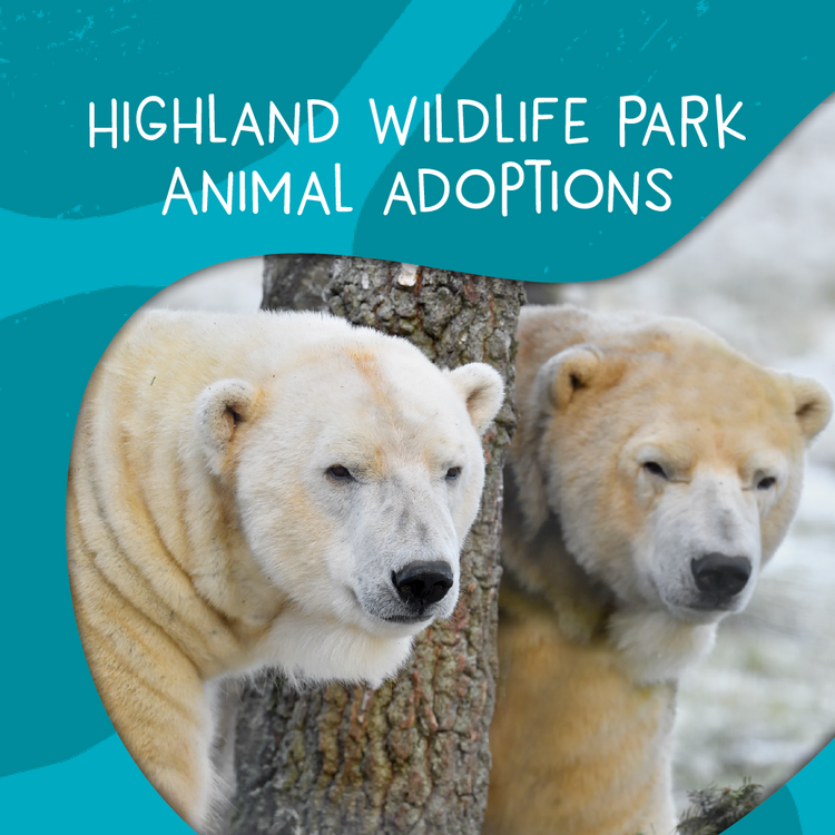 Highland Wildlife Park animal adoptions