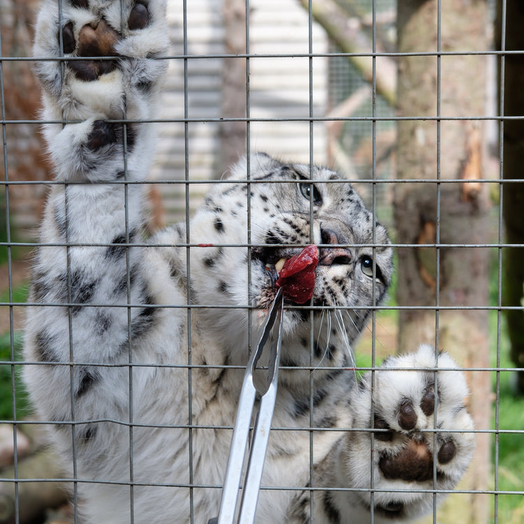 Highland Wildlife Park Experience Vouchers