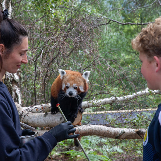 Red Panda Magic Moment (ages 8+)