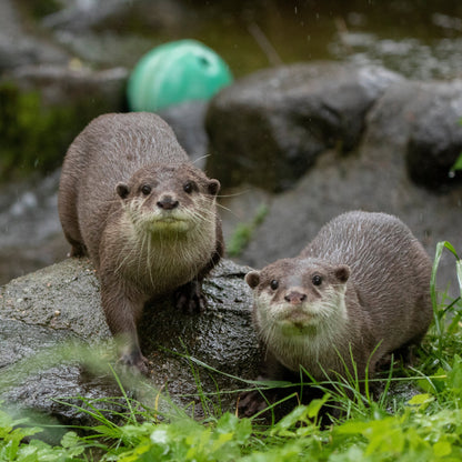 Otter Magic Moment (ages 8+)