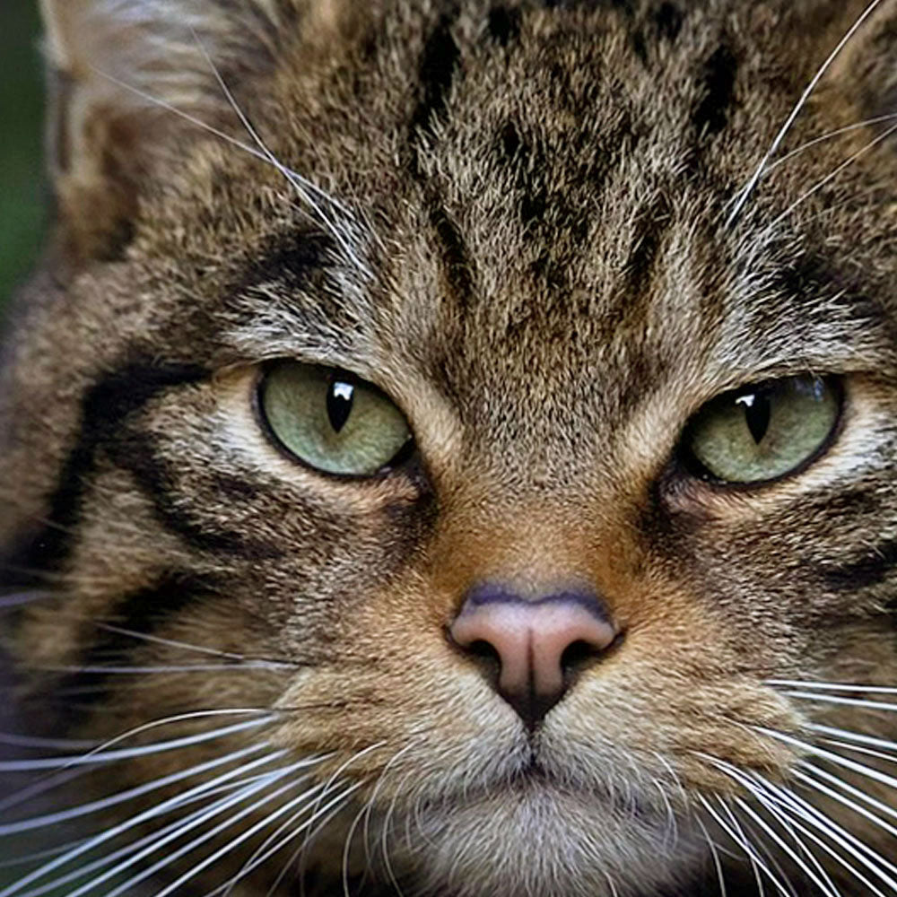 Scottish Wildcat photo print by Peter Beattie - 8 x 8