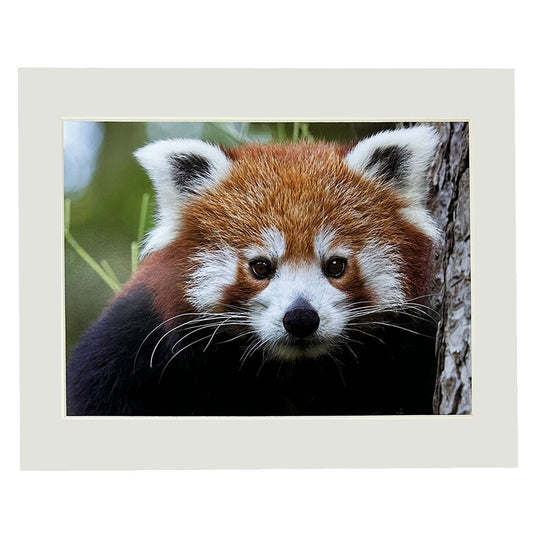 <p data-mce-fragment="1">Mounted photographic prints by Peter Beattie at RZSS Edinburgh Zoo.</p> <p>These stunning prints will bring the beauty and wonder of the animal world into your home. Snapped&nbsp;by renowned photographer Peter Beattie, these prints capture the grace and majesty of&nbsp;the animals at Edinburgh Zoo.</p>