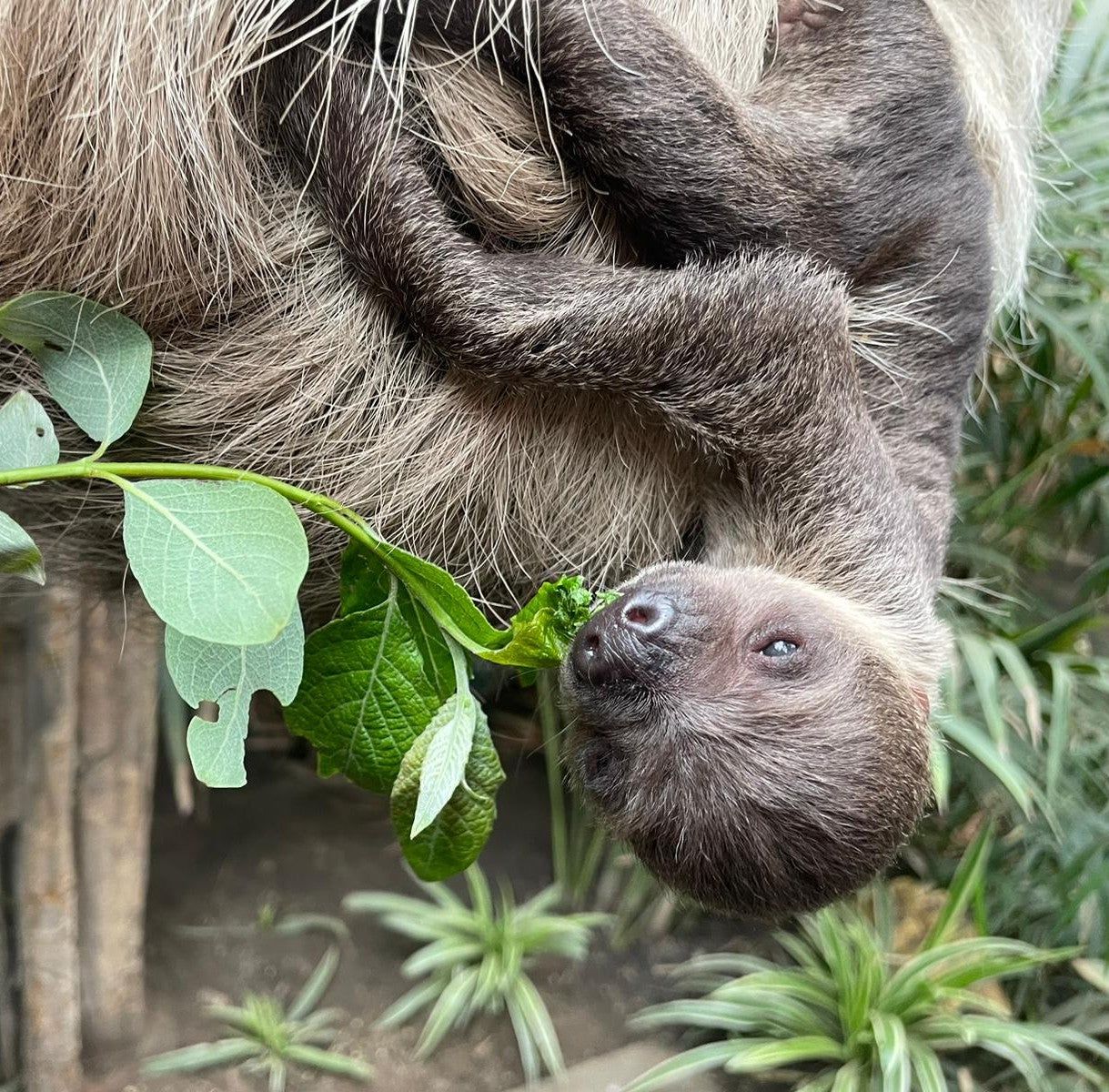 Sloth Magic Moment (ages 8+)