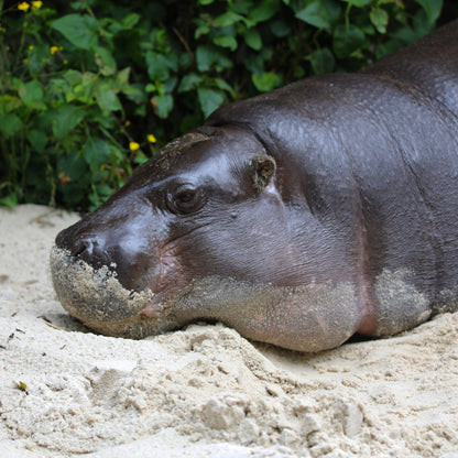 Pygmy Hippo & Friends Magic Moment (ages 8+)