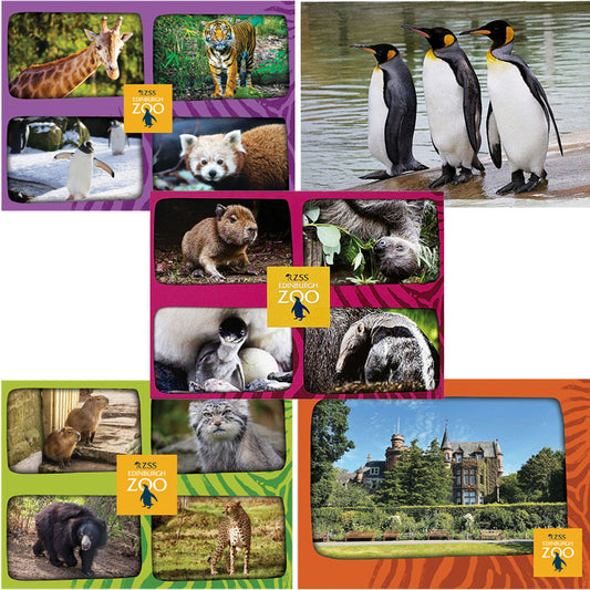 Edinburgh Zoo postcard bundle