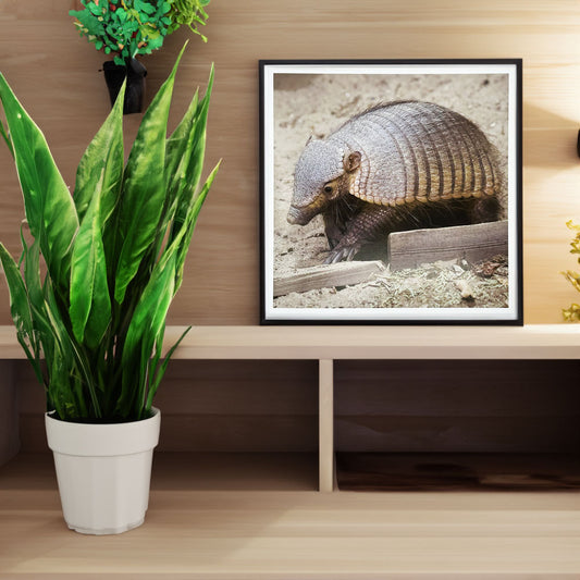 Large Hairy Armadillo Photo Print by Peter Beattie 8x8"