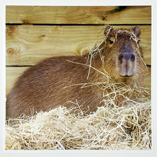 Capybara Photo Print by Peter Beattie 8x8"