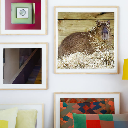 Capybara Photo Print by Peter Beattie 8x8"