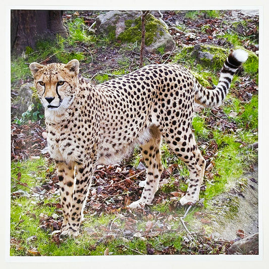 Cheetah Photo Print by Peter Beattie 8x8"