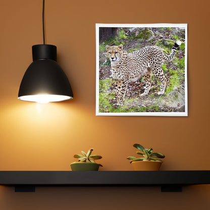 Cheetah Photo Print by Peter Beattie 8x8"