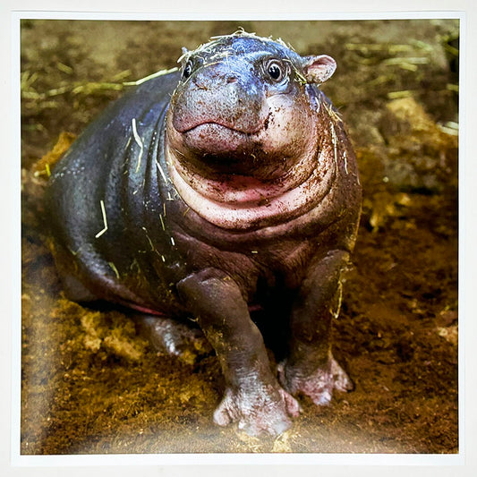 Haggis The Pygmy Hippo Photo Print by Peter Beattie 8x8"