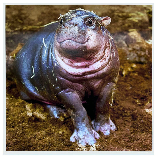 Haggis The Pygmy Hippo Photo Print by Peter Beattie 8x8"