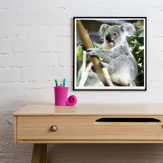 Koala Photo Print by Peter Beattie 8x8"