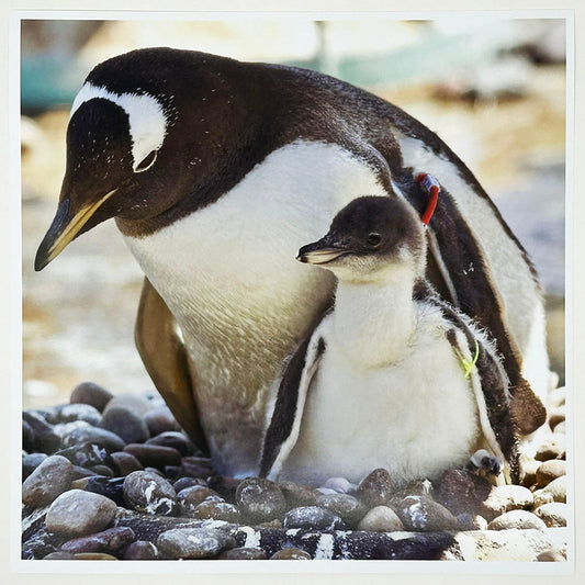Penguins Photo Print by Peter Beattie 8x8"