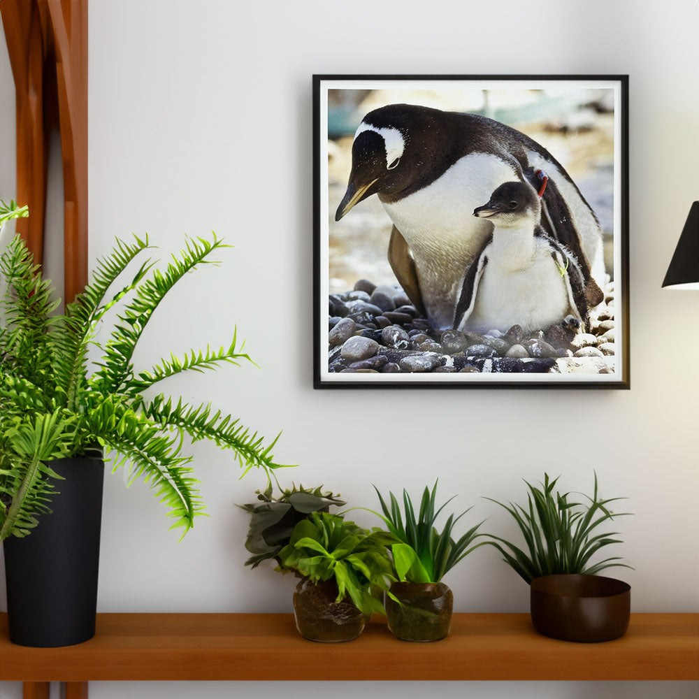 Penguins Photo Print by Peter Beattie 8x8"