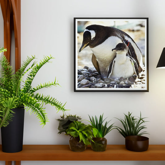 Penguins Photo Print by Peter Beattie 8x8"